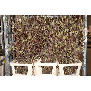 Magnolia Pink White Bloeiend P Stem