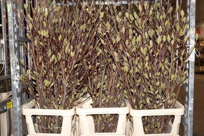 <h4>Magnolia Pink White Bloeiend P Stem</h4>