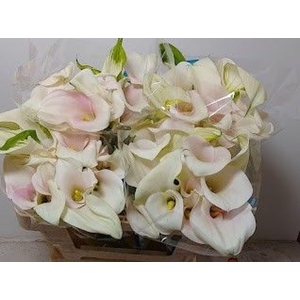 Calla Ventura | Dubbelbloemig