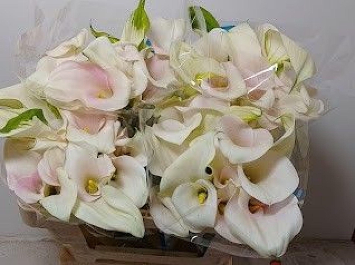 <h4>Calla Ventura | Dubbelbloemig</h4>