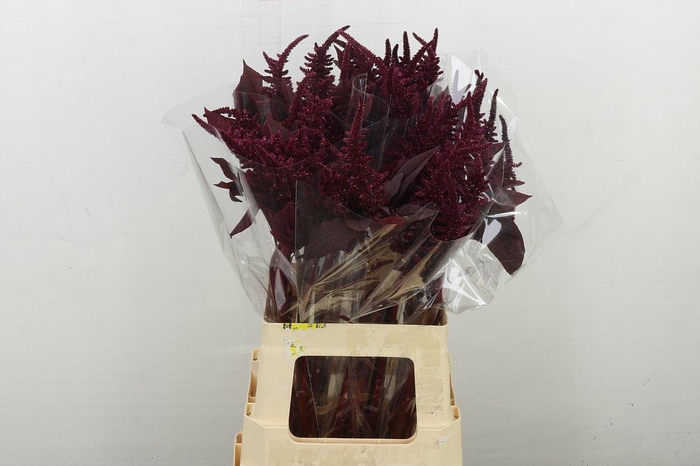 <h4>Amar Cr Velvet</h4>