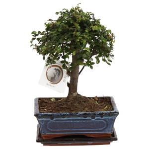 Bonsai 'Zelkova parv.' in ø20cm Ceramic Ball Shape with Saucer