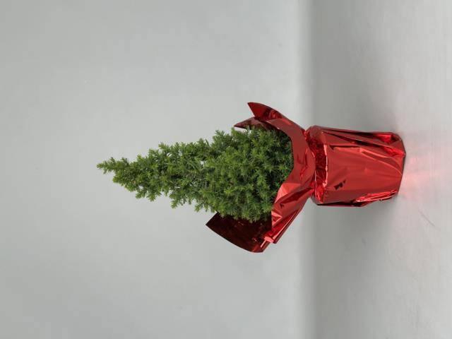 <h4>Cham Th Alpica</h4>