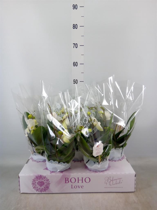 <h4>Phalaenopsis   ...white</h4>