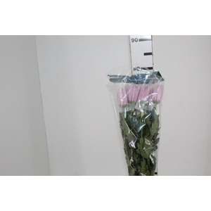 ANASTASIA ROSE 080 CM LILAS