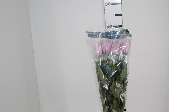 <h4>ANASTASIA ROSE 080 CM LILAS</h4>