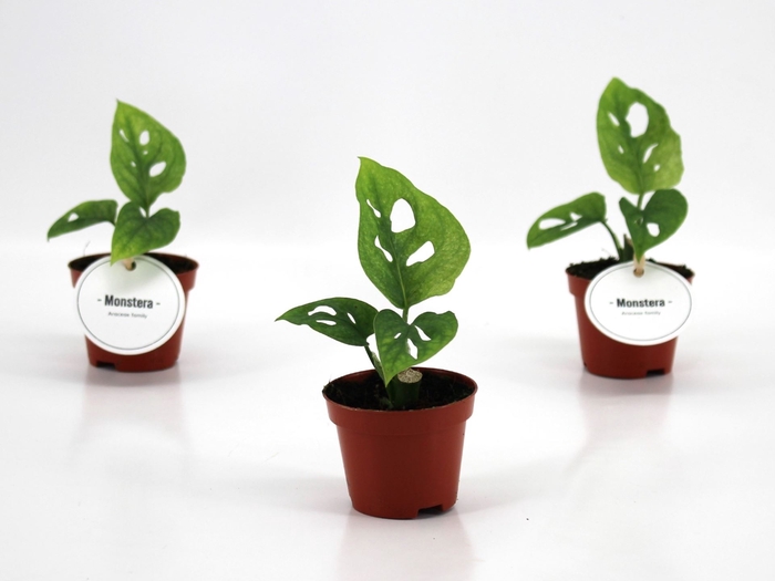 <h4>Monstera obliqua Leichtlinii</h4>