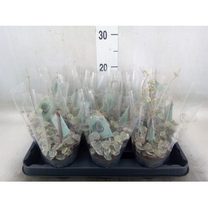 Ceropegia woodii 'Variegata'
