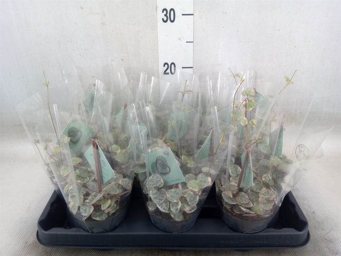 <h4>Ceropegia woodii 'Variegata'</h4>