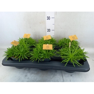 Senecio archeri 'Himalaya'