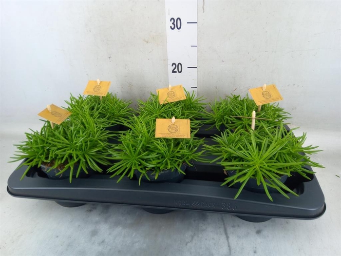 <h4>Senecio archeri 'Himalaya'</h4>