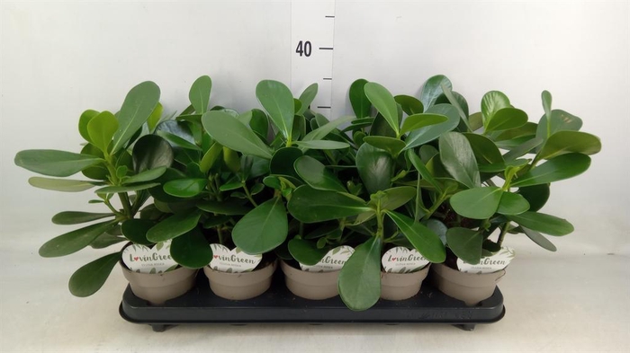 <h4>Clusia rosea</h4>