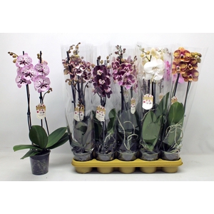 PHAL GEM