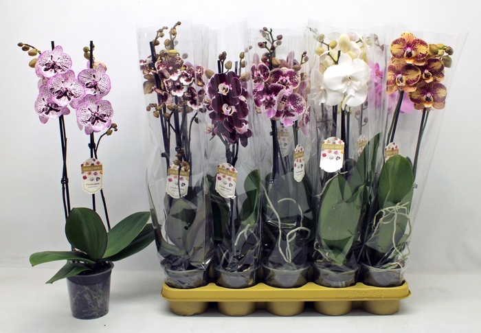 <h4>PHAL GEM</h4>