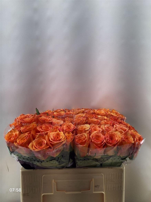 <h4>R Gr Maxima -in box</h4>