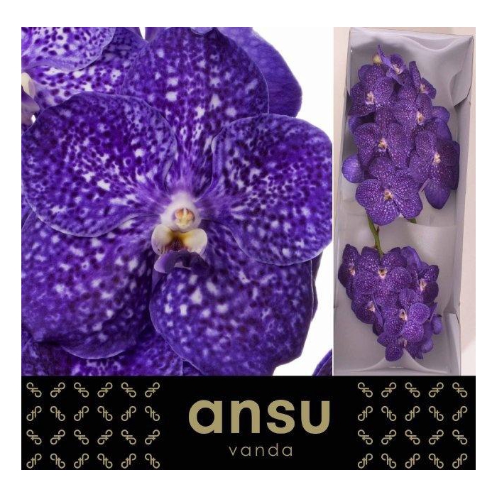 <h4>Vanda Ni Tweed Blue</h4>