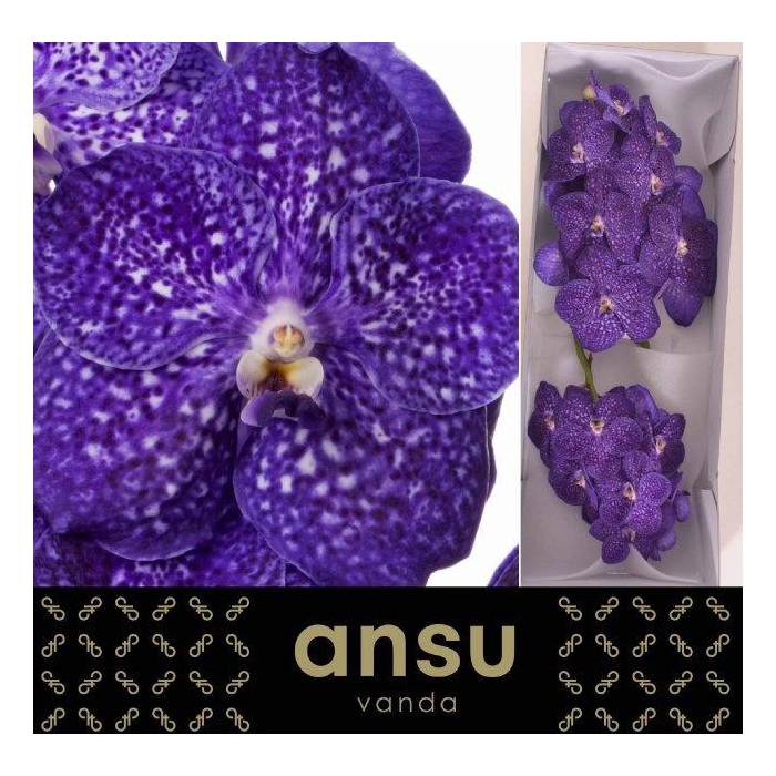 <h4>VANDA NI TWEED BLUE</h4>