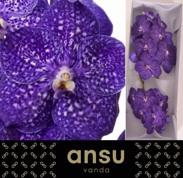 Vanda Ni Tweed Blue