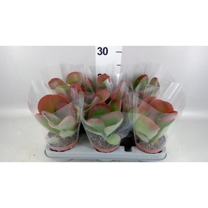 Kalanchoe NF thyrsiflora 'Red Lips'