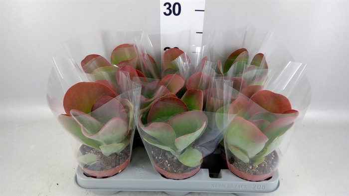 <h4>Kalanchoe NF thyrsiflora 'Red Lips'</h4>