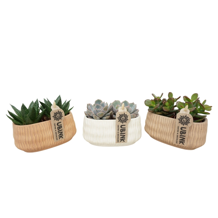 <h4>Succulent mix in 14 cm 'Es Vedra' ovaal keramiek</h4>