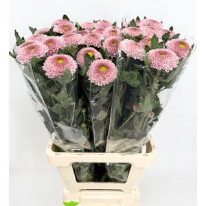 Chrysanthemum (Indicum Grp) disbudded Blake