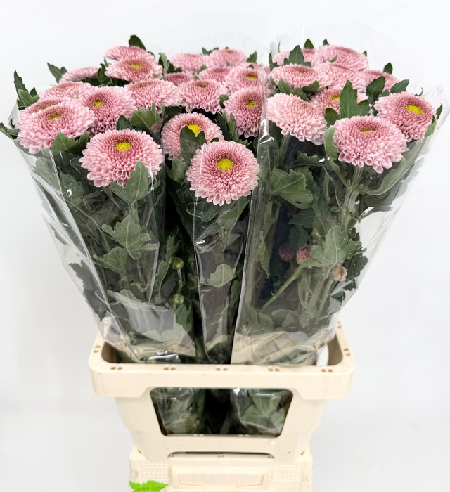 <h4>Chrysanthemum (Indicum Grp) disbudded Blake</h4>