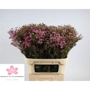 Chame Un Jupiter Fuchsia