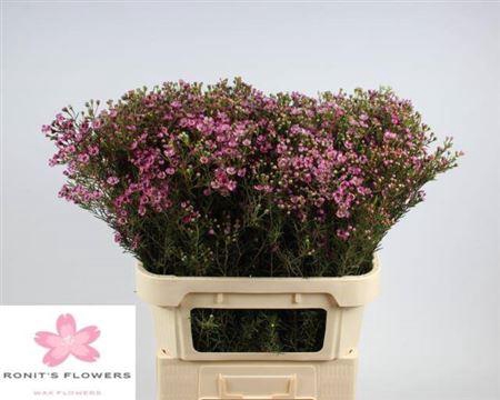 <h4>Chame Un Jupiter Fuchsia</h4>