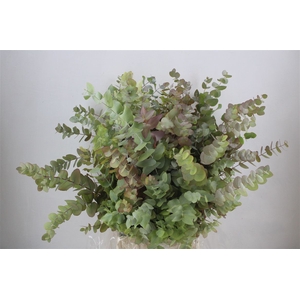Euca Stuartiana Autumn P Bunch