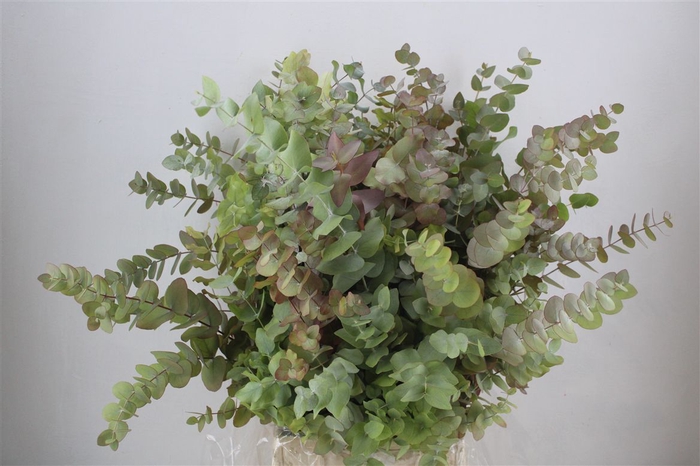 <h4>Euca Stuartiana Autumn P Bunch</h4>