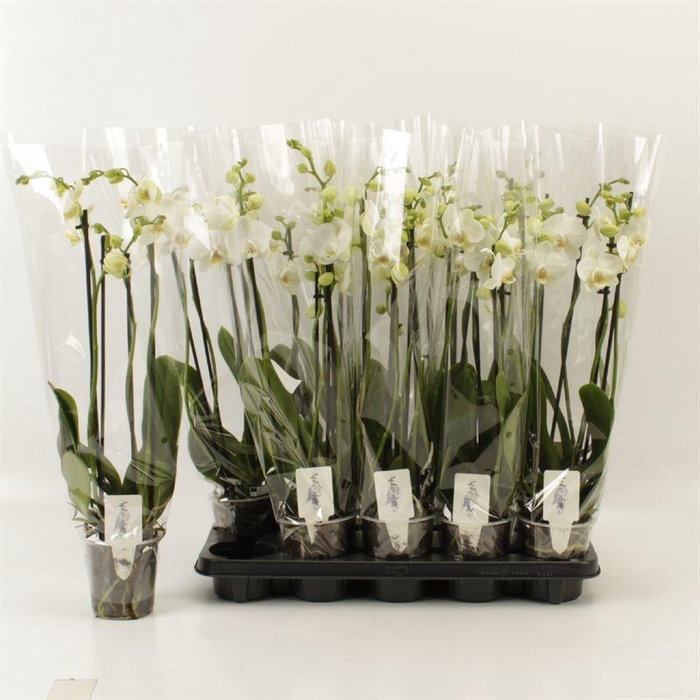 <h4>PHAL OV WIT</h4>
