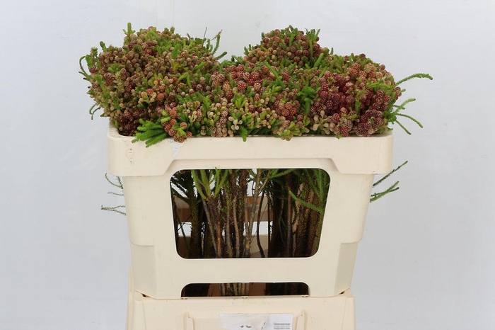 <h4>Kaaps Groen Strawberry Berzelia</h4>