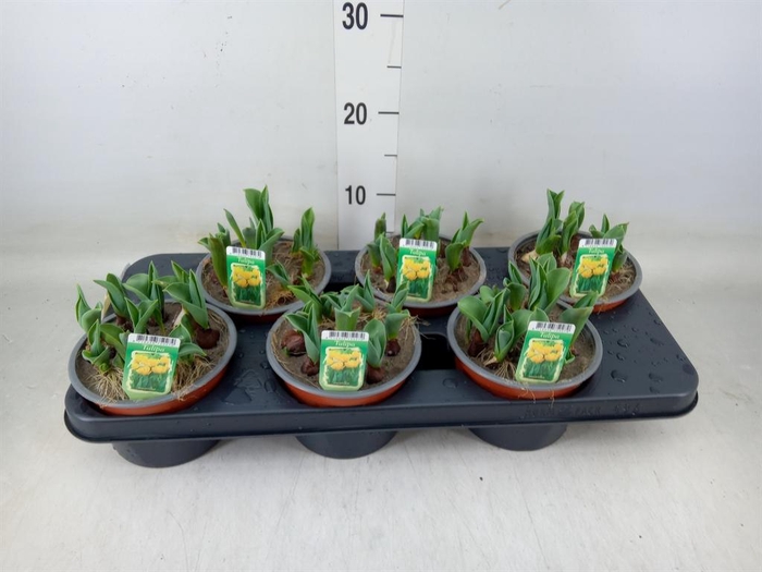 <h4>Tulipa DU   ...</h4>