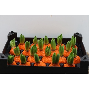 Wax Hyacinth Korrel Oranje