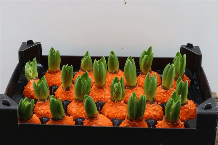 <h4>Wax Hyacinth Korrel Oranje</h4>