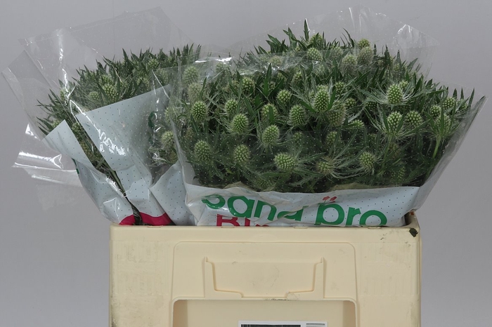 <h4>Eryngium Whit Lagoon</h4>
