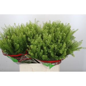 Lepidium Green Dragon