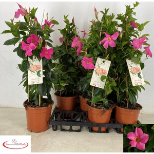 MANDE RIO PINK