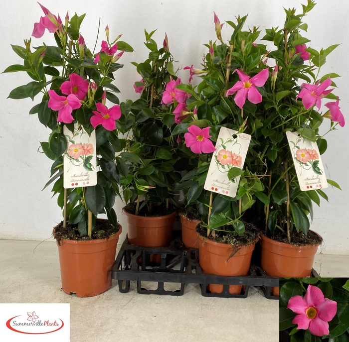 <h4>MANDE RIO PINK</h4>