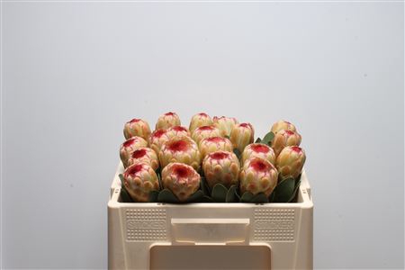 <h4>Protea Grandicolor</h4>