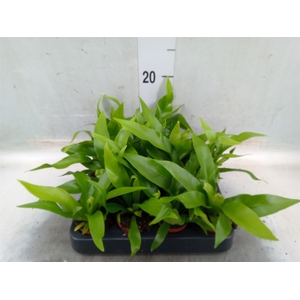 Asplenium antiquum
