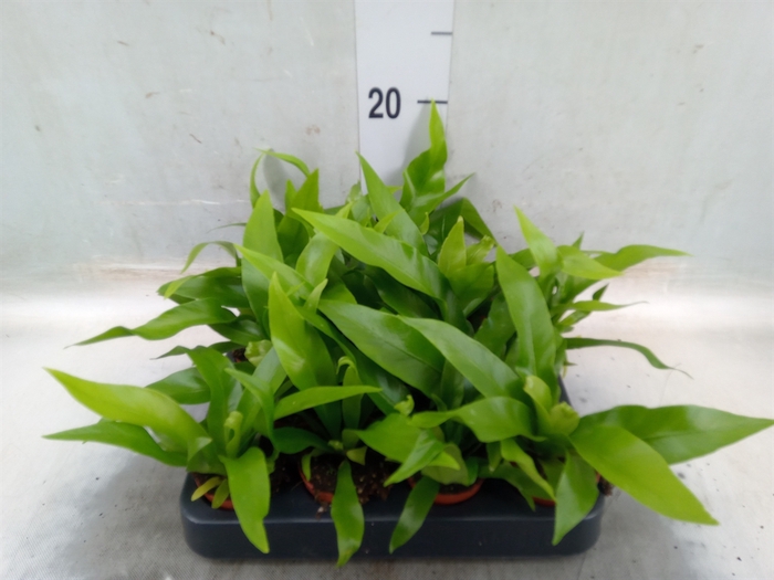 <h4>Asplenium antiquum</h4>