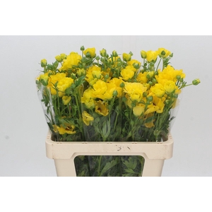 Ranunculus Butterfly Phytalos