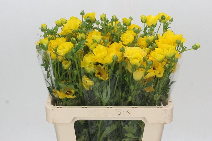 <h4>Ranunculus Butterfly Phytalos</h4>