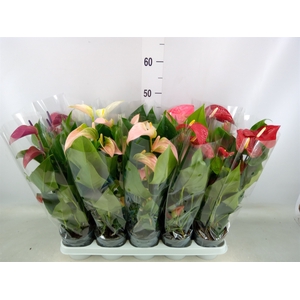 Anthurium   ...mix