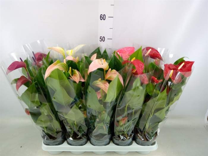 <h4>Anthurium   ...mix</h4>