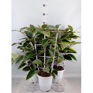 Hoya australis