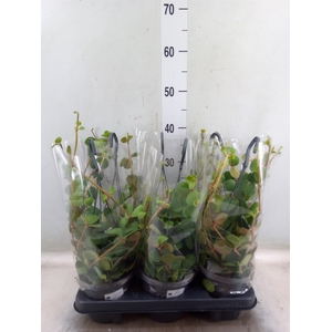 Peperomia tetraphylla 'Hope'