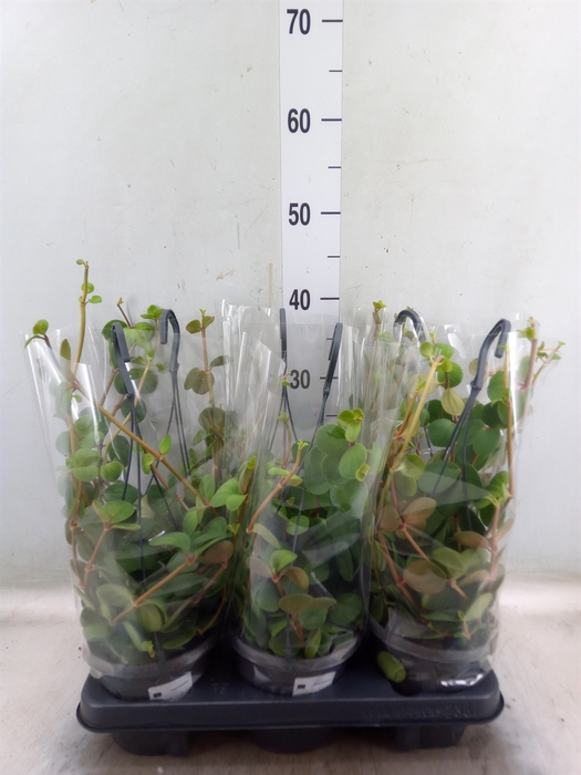 <h4>Peperomia tetraphylla 'Hope'</h4>